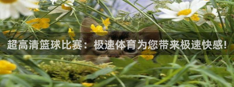 jrkan直播免费高清体育直播nba：超高清篮球比赛：极速体育为您带来极速快感!